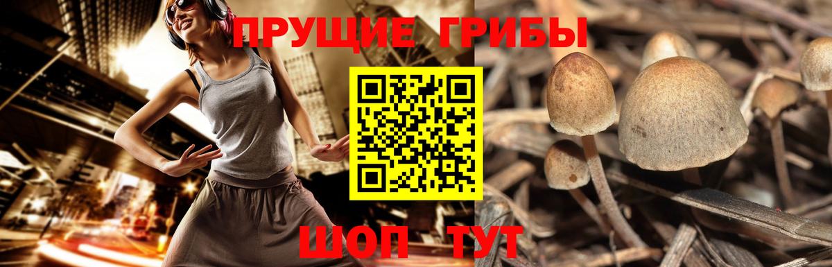 Псилоцибиновые грибы Psilocybe Кольчугино